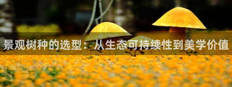 卧龙2神机娱乐代理