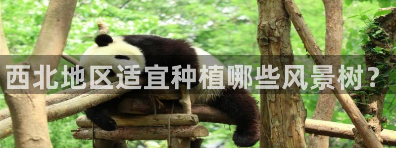辣椒娱乐卧龙凤雏