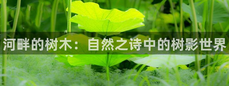 卧龙名都娱乐会所