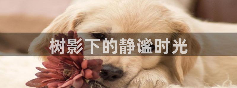 卧龙沙滩蹦床娱乐