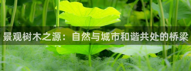 卧龙娱乐在线直播网站