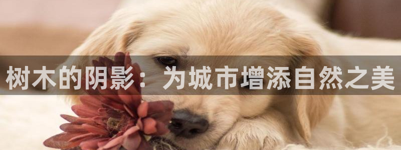 卧龙娱乐若七九九