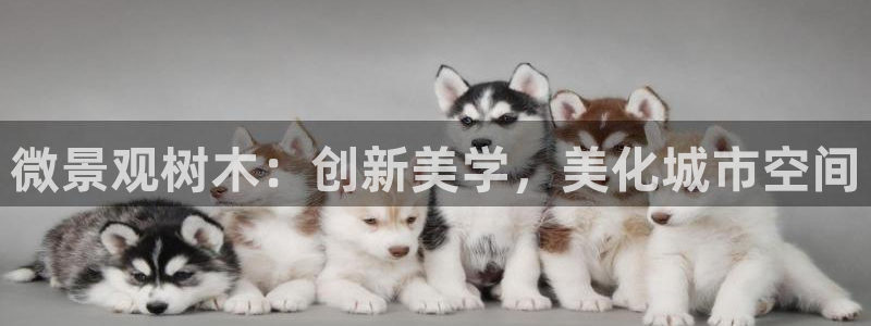 PT娱乐 扣卧龙60447