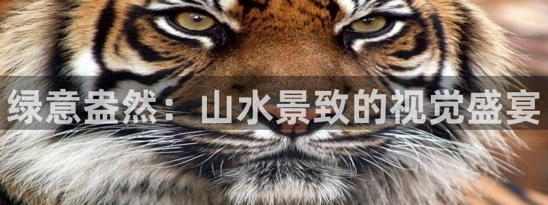 卧龙娱乐老板叫什么：绿意盎然：山水景致的视觉盛宴